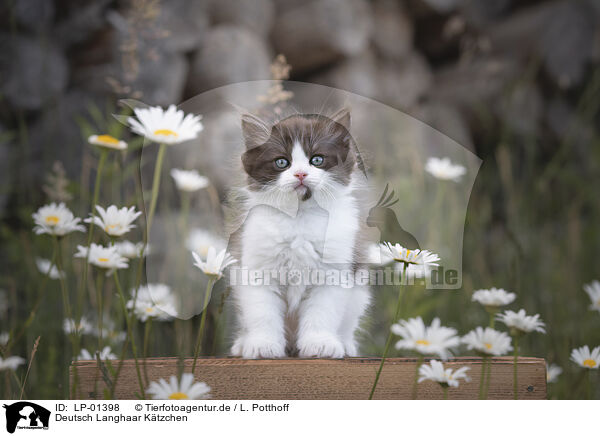 Deutsch Langhaar Ktzchen / German longhair kitten / LP-01398