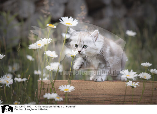 Deutsch Langhaar Ktzchen / German longhair kitten / LP-01402