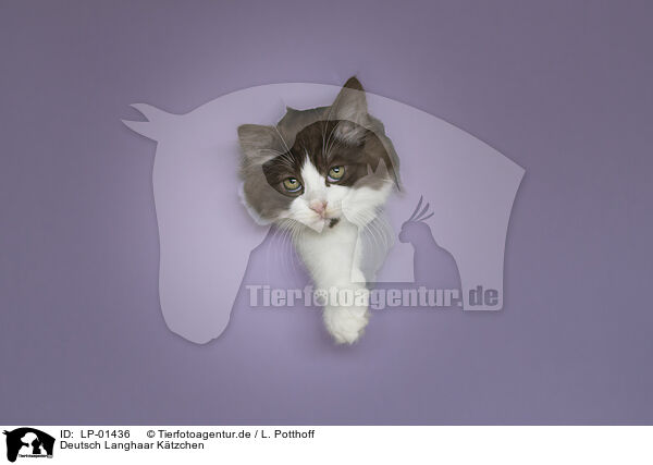 Deutsch Langhaar Ktzchen / German longhair kitten / LP-01436