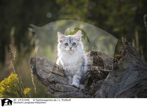 Deutsch Langhaar Ktzchen / German longhair kitten / LP-01446