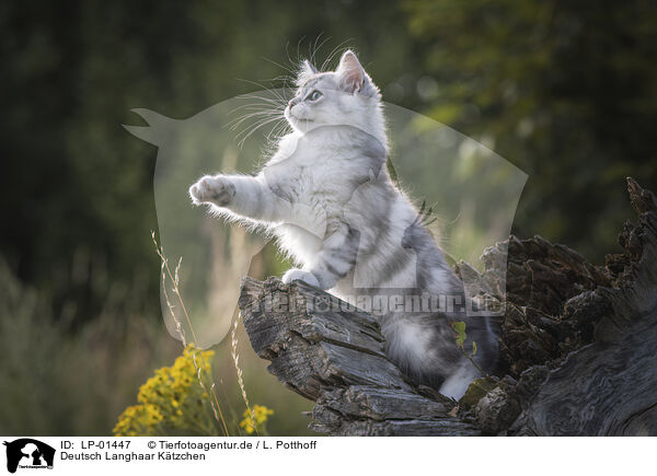Deutsch Langhaar Ktzchen / German longhair kitten / LP-01447