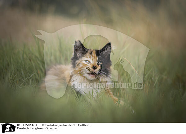 Deutsch Langhaar Ktzchen / German longhair kitten / LP-01461