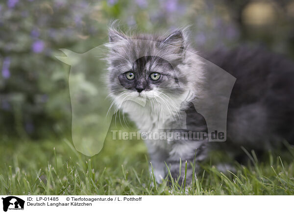 Deutsch Langhaar Ktzchen / German longhair kitten / LP-01485