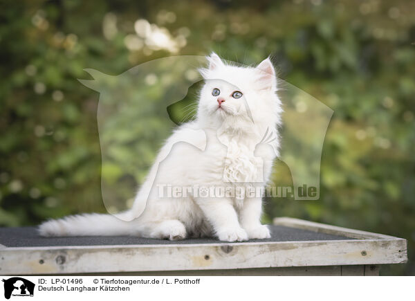 Deutsch Langhaar Ktzchen / German longhair kitten / LP-01496