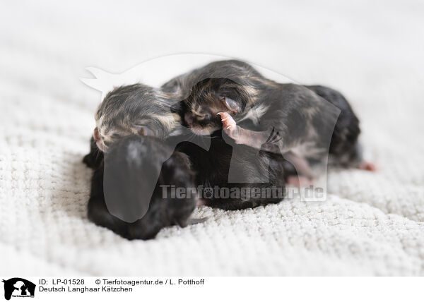 Deutsch Langhaar Ktzchen / German longhair kitten / LP-01528