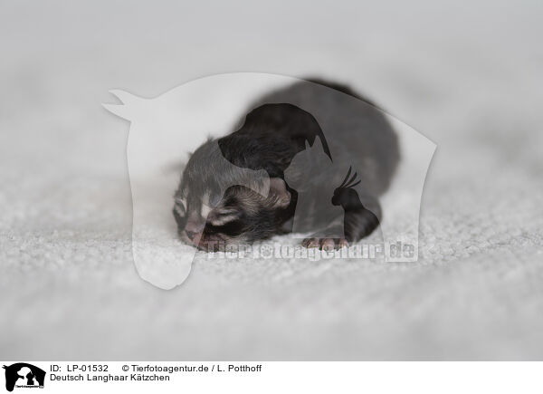 Deutsch Langhaar Ktzchen / German longhair kitten / LP-01532