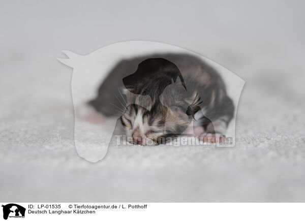 Deutsch Langhaar Ktzchen / German longhair kitten / LP-01535