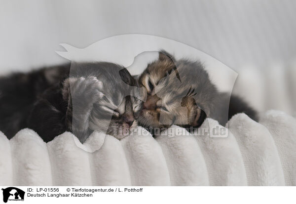 Deutsch Langhaar Ktzchen / German longhair kitten / LP-01556