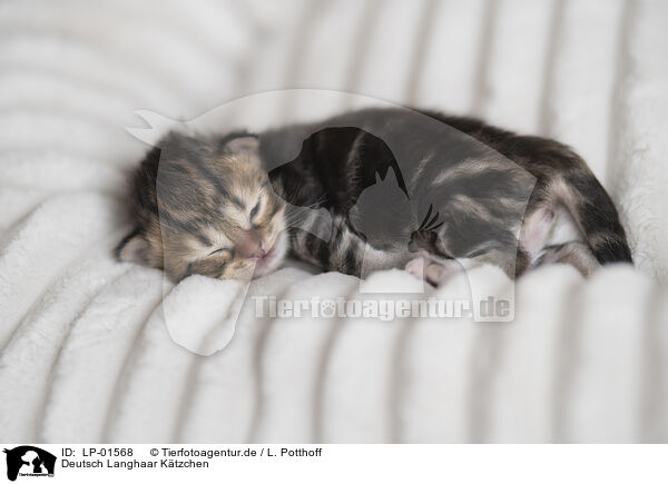 Deutsch Langhaar Ktzchen / German longhair kitten / LP-01568