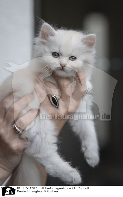 Deutsch Langhaar Ktzchen / German longhair kitten / LP-01787