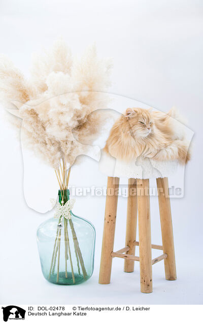 Deutsch Langhaar Katze / German Longhaired Cat / DOL-02478