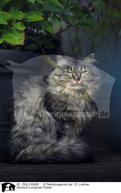 Deutsch Langhaar Katze / German Longhaired Cat / DOL-02485