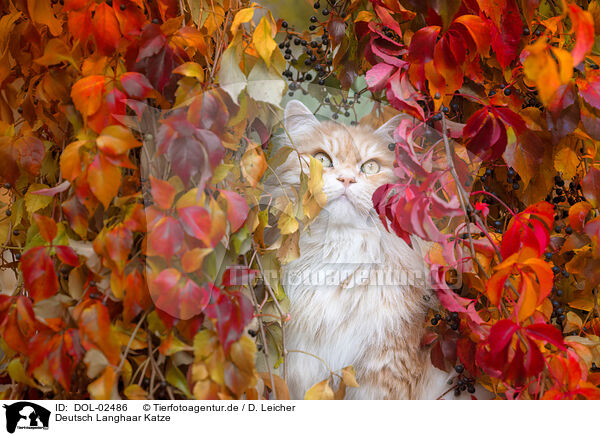 Deutsch Langhaar Katze / German Longhaired Cat / DOL-02486