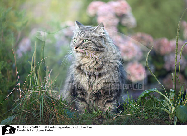Deutsch Langhaar Katze / German Longhaired Cat / DOL-02487