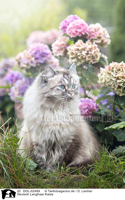 Deutsch Langhaar Katze / German Longhaired Cat / DOL-02489