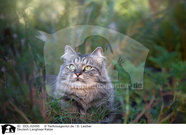 Deutsch Langhaar Katze / German Longhaired Cat / DOL-02495