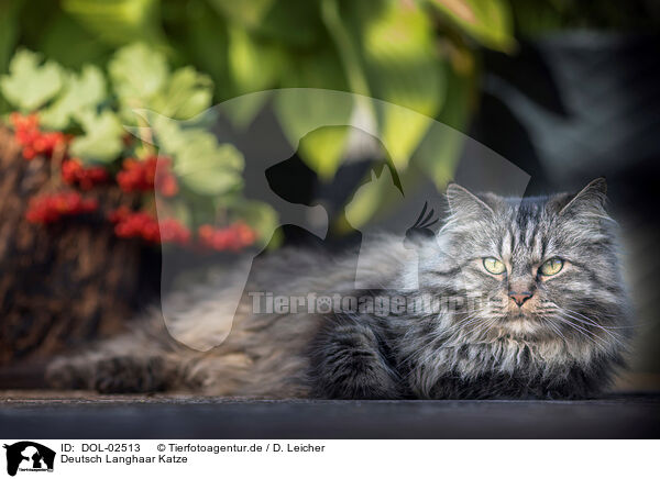 Deutsch Langhaar Katze / German Longhaired Cat / DOL-02513