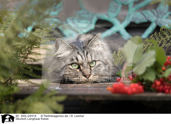 Deutsch Langhaar Katze / German Longhaired Cat / DOL-02514