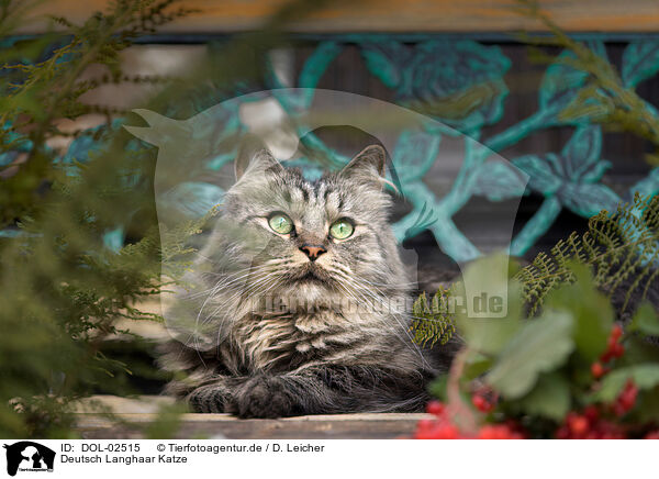 Deutsch Langhaar Katze / German Longhaired Cat / DOL-02515