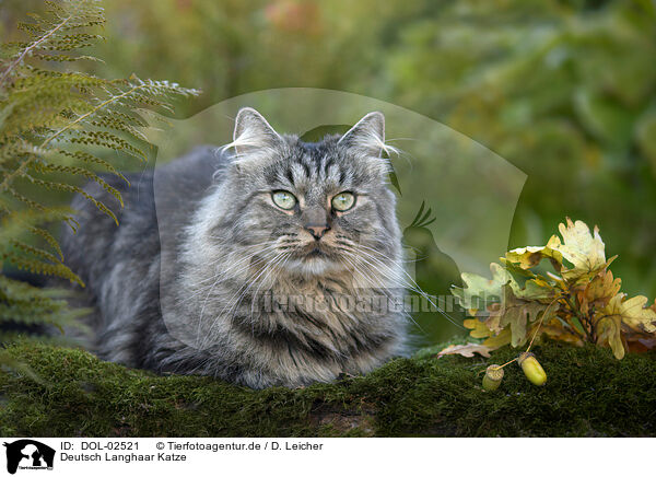 Deutsch Langhaar Katze / German Longhaired Cat / DOL-02521