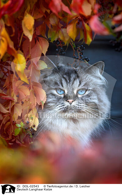 Deutsch Langhaar Katze / German Longhaired Cat / DOL-02543