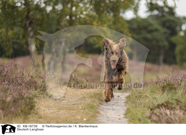 Deutsch Langhaar / German longhaired Pointer / KB-18739