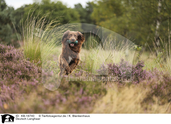 Deutsch Langhaar / German longhaired Pointer / KB-18740