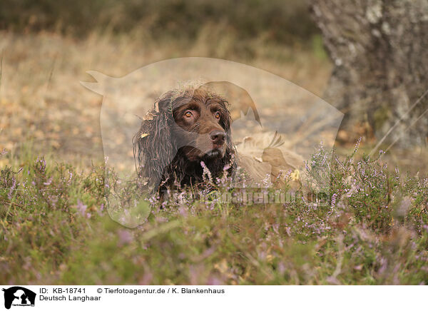 Deutsch Langhaar / German longhaired Pointer / KB-18741