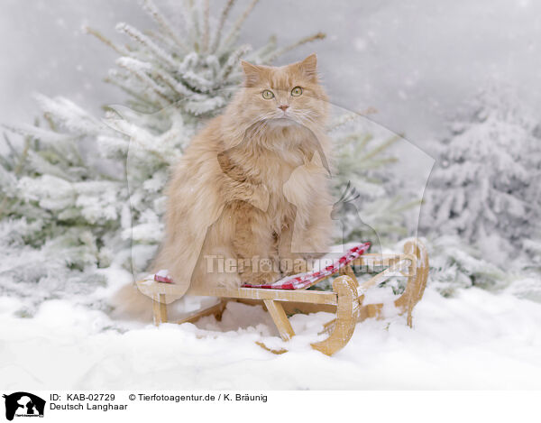 Deutsch Langhaar / german longhair cat / KAB-02729