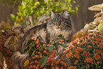 Deutsch Langhaar Kater