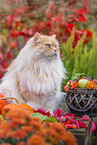 Deutsch Langhaar Kater