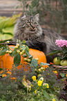 Deutsch Langhaar Kater