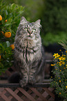 Deutsch Langhaar Kater