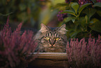 Deutsch Langhaar Kater