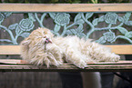 Deutsch Langhaar Kater