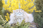 Deutsch Langhaar Kater