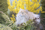 Deutsch Langhaar Kater