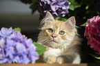 Deutsch Langhaar Kater