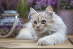 Deutsch Langhaar Kater