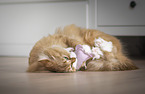 Deutsch Langhaar Katze