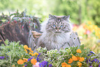 Deutsch Langhaar Katze