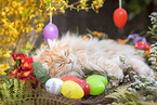 Deutsch Langhaar Katze