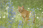 Hauskatze