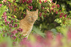 Hauskatze