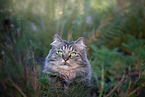 Deutsch Langhaar Katze