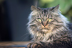 Deutsch Langhaar Katze