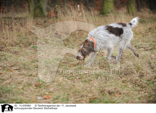 schnuppernder Deutsch Stichelhaar / snuffling German Broken-coated Pointing Dog / YJ-05980