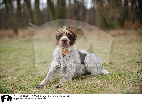 liegender Deutsch Stichelhaar / lying German Broken-coated Pointing Dog / YJ-05981