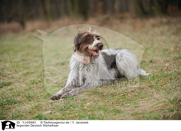 liegender Deutsch Stichelhaar / lying German Broken-coated Pointing Dog / YJ-05983
