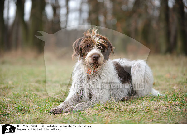liegender Deutsch Stichelhaar / lying German Broken-coated Pointing Dog / YJ-05988